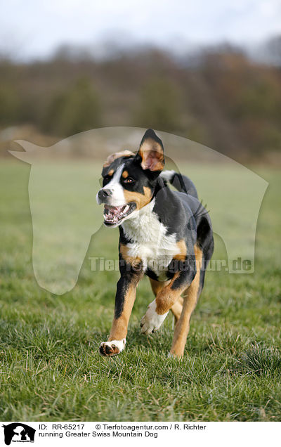 running Greater Swiss Mountain Dog / RR-65217