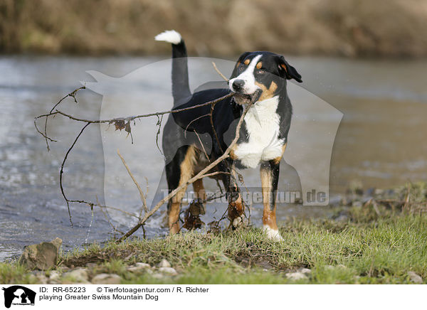 playing Greater Swiss Mountain Dog / RR-65223