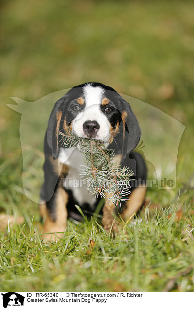 Groer Schweizer Sennenhund Welpe / Greater Swiss Mountain Dog Puppy / RR-65340