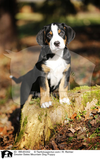 Greater Swiss Mountain Dog Puppy / RR-65342