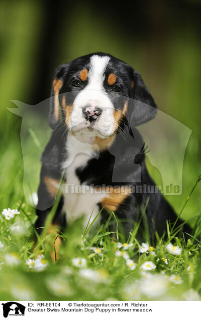 Groer Schweizer Sennenhund Welpe auf Blumenwiese / Greater Swiss Mountain Dog Puppy in flower meadow / RR-66104
