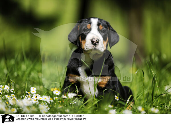 Groer Schweizer Sennenhund Welpe auf Blumenwiese / Greater Swiss Mountain Dog Puppy in flower meadow / RR-66105