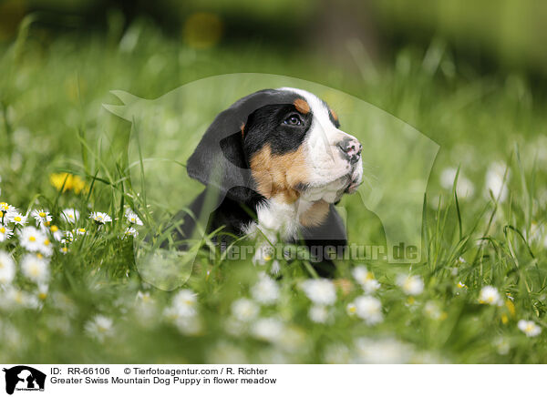 Groer Schweizer Sennenhund Welpe auf Blumenwiese / Greater Swiss Mountain Dog Puppy in flower meadow / RR-66106