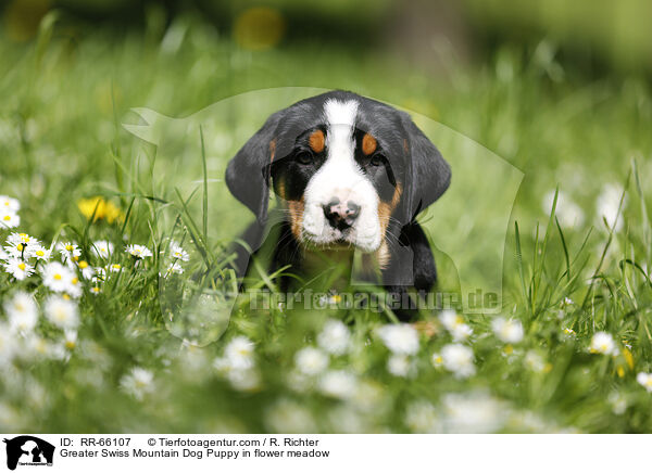 Groer Schweizer Sennenhund Welpe auf Blumenwiese / Greater Swiss Mountain Dog Puppy in flower meadow / RR-66107