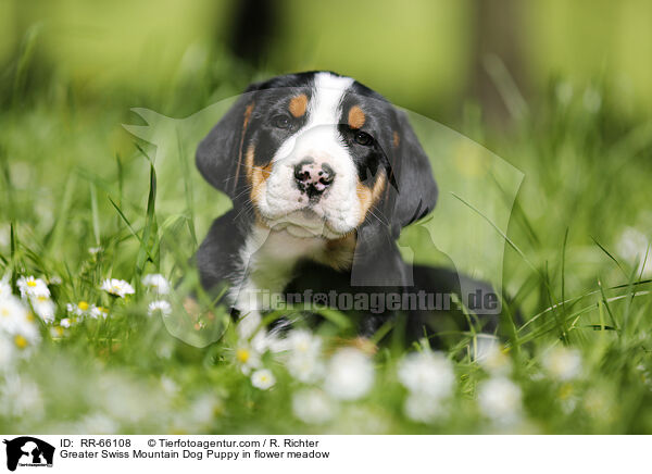 Groer Schweizer Sennenhund Welpe auf Blumenwiese / Greater Swiss Mountain Dog Puppy in flower meadow / RR-66108