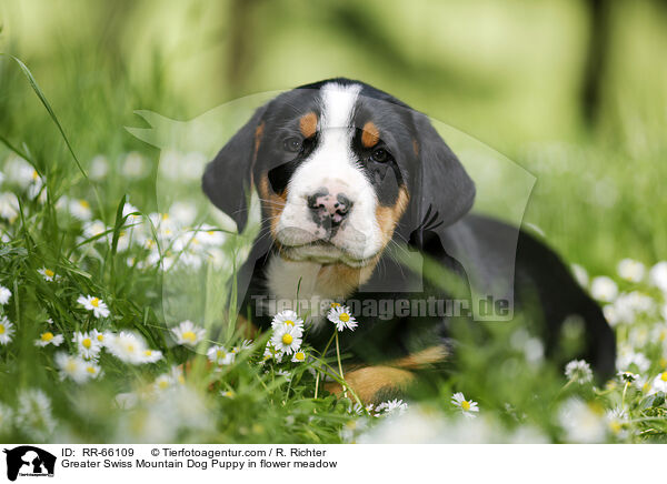 Groer Schweizer Sennenhund Welpe auf Blumenwiese / Greater Swiss Mountain Dog Puppy in flower meadow / RR-66109