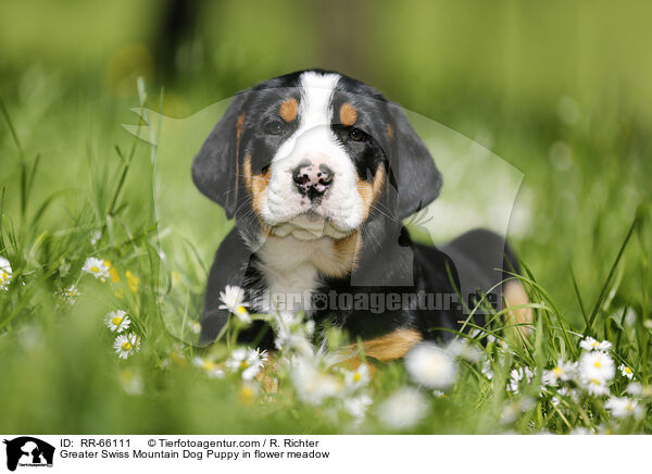 Groer Schweizer Sennenhund Welpe auf Blumenwiese / Greater Swiss Mountain Dog Puppy in flower meadow / RR-66111