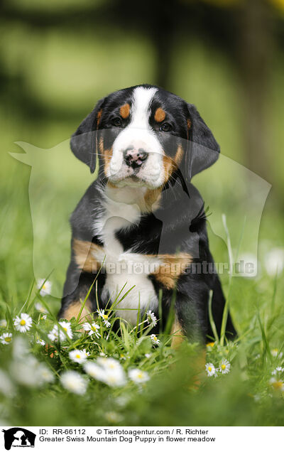 Groer Schweizer Sennenhund Welpe auf Blumenwiese / Greater Swiss Mountain Dog Puppy in flower meadow / RR-66112