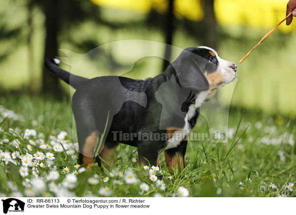 Groer Schweizer Sennenhund Welpe auf Blumenwiese / Greater Swiss Mountain Dog Puppy in flower meadow / RR-66113