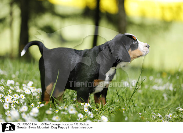 Groer Schweizer Sennenhund Welpe auf Blumenwiese / Greater Swiss Mountain Dog Puppy in flower meadow / RR-66114