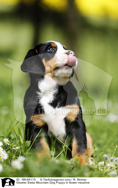 Groer Schweizer Sennenhund Welpe auf Blumenwiese / Greater Swiss Mountain Dog Puppy in flower meadow / RR-66115