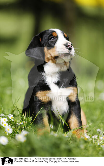 Groer Schweizer Sennenhund Welpe auf Blumenwiese / Greater Swiss Mountain Dog Puppy in flower meadow / RR-66116