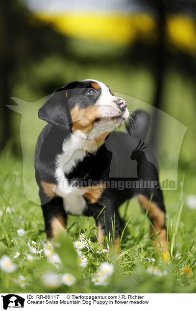 Groer Schweizer Sennenhund Welpe auf Blumenwiese / Greater Swiss Mountain Dog Puppy in flower meadow / RR-66117
