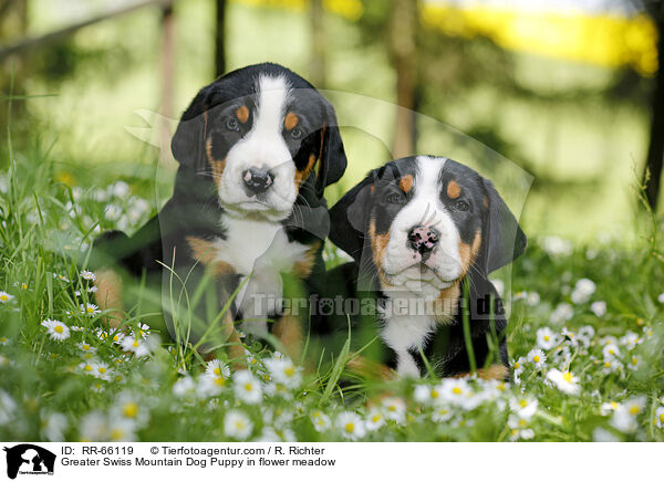 Groer Schweizer Sennenhund Welpe auf Blumenwiese / Greater Swiss Mountain Dog Puppy in flower meadow / RR-66119