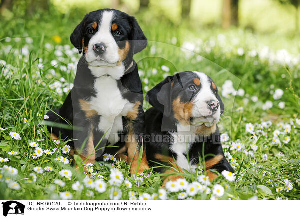 Groer Schweizer Sennenhund Welpe auf Blumenwiese / Greater Swiss Mountain Dog Puppy in flower meadow / RR-66120