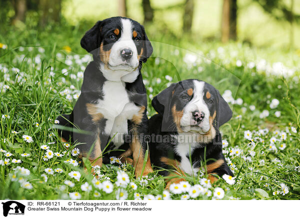 Groer Schweizer Sennenhund Welpe auf Blumenwiese / Greater Swiss Mountain Dog Puppy in flower meadow / RR-66121