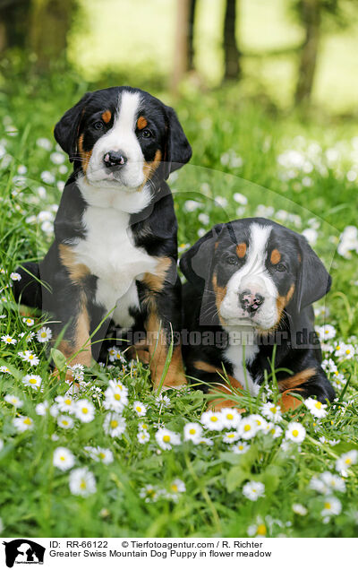 Groer Schweizer Sennenhund Welpe auf Blumenwiese / Greater Swiss Mountain Dog Puppy in flower meadow / RR-66122