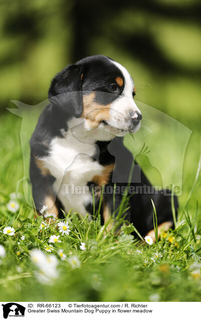 Groer Schweizer Sennenhund Welpe auf Blumenwiese / Greater Swiss Mountain Dog Puppy in flower meadow / RR-66123