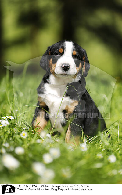 Groer Schweizer Sennenhund Welpe auf Blumenwiese / Greater Swiss Mountain Dog Puppy in flower meadow / RR-66124