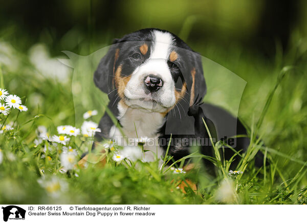 Groer Schweizer Sennenhund Welpe auf Blumenwiese / Greater Swiss Mountain Dog Puppy in flower meadow / RR-66125