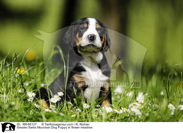 Groer Schweizer Sennenhund Welpe auf Blumenwiese / Greater Swiss Mountain Dog Puppy in flower meadow / RR-66127