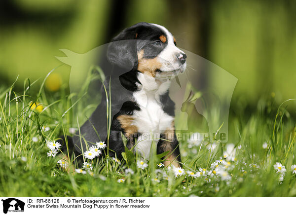 Groer Schweizer Sennenhund Welpe auf Blumenwiese / Greater Swiss Mountain Dog Puppy in flower meadow / RR-66128