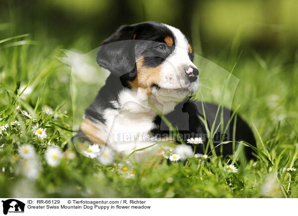 Groer Schweizer Sennenhund Welpe auf Blumenwiese / Greater Swiss Mountain Dog Puppy in flower meadow / RR-66129