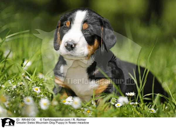 Groer Schweizer Sennenhund Welpe auf Blumenwiese / Greater Swiss Mountain Dog Puppy in flower meadow / RR-66130