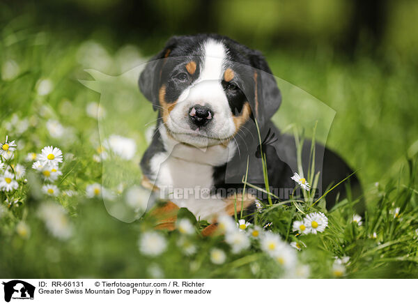Groer Schweizer Sennenhund Welpe auf Blumenwiese / Greater Swiss Mountain Dog Puppy in flower meadow / RR-66131