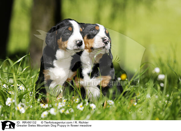 Groer Schweizer Sennenhund Welpe auf Blumenwiese / Greater Swiss Mountain Dog Puppy in flower meadow / RR-66132