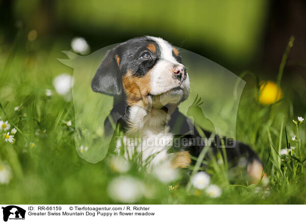 Groer Schweizer Sennenhund Welpe auf Blumenwiese / Greater Swiss Mountain Dog Puppy in flower meadow / RR-66159