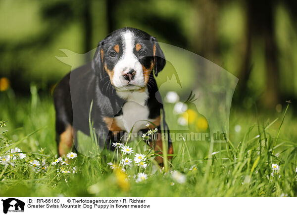 Groer Schweizer Sennenhund Welpe auf Blumenwiese / Greater Swiss Mountain Dog Puppy in flower meadow / RR-66160