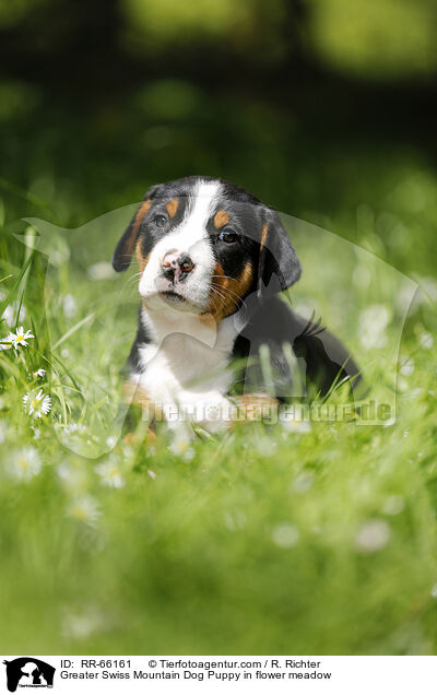 Groer Schweizer Sennenhund Welpe auf Blumenwiese / Greater Swiss Mountain Dog Puppy in flower meadow / RR-66161
