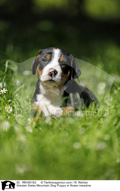 Groer Schweizer Sennenhund Welpe auf Blumenwiese / Greater Swiss Mountain Dog Puppy in flower meadow / RR-66162