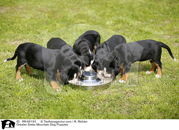 Greater Swiss Mountain Dog Puppies / RR-66193