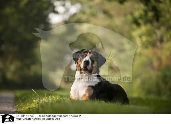 liegender Groer Schweizer Sennenhund / lying Greater Swiss Mountain Dog / AP-13739