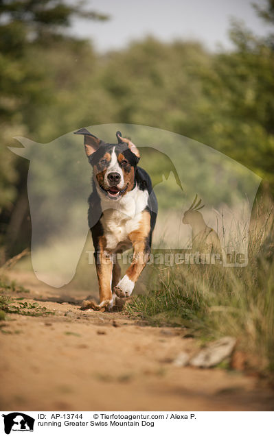 rennender Groer Schweizer Sennenhund / running Greater Swiss Mountain Dog / AP-13744