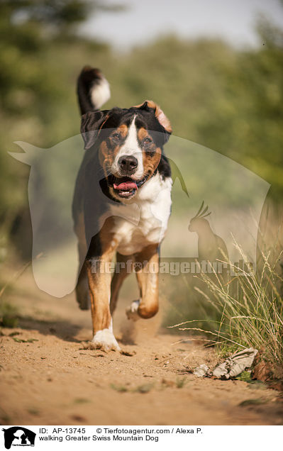 laufender Groer Schweizer Sennenhund / walking Greater Swiss Mountain Dog / AP-13745