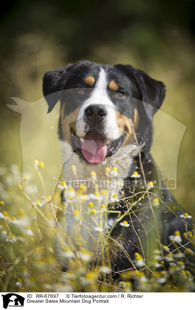 Greater Swiss Mountain Dog Portrait / RR-67697