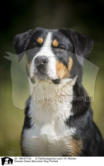 Greater Swiss Mountain Dog Portrait / RR-67702
