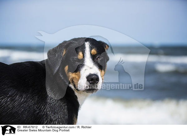 Greater Swiss Mountain Dog Portrait / RR-67812