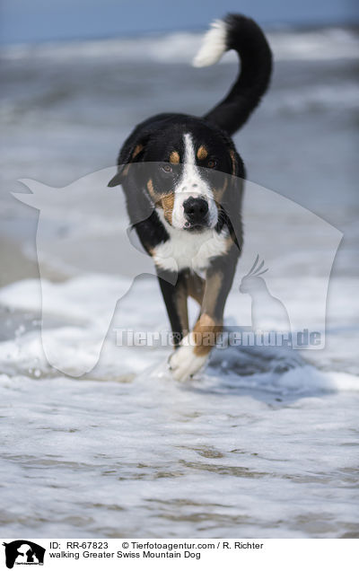 laufender Groer Schweizer Sennenhund / walking Greater Swiss Mountain Dog / RR-67823