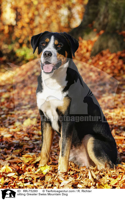 sitting Greater Swiss Mountain Dog / RR-75280