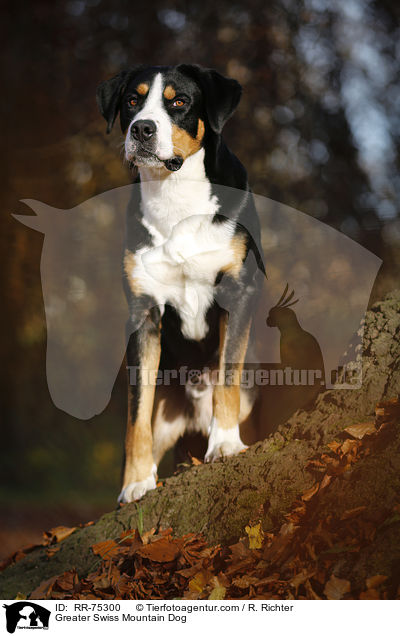 Greater Swiss Mountain Dog / RR-75300