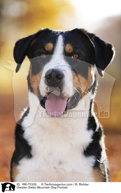 Greater Swiss Mountain Dog Portrait / RR-75326
