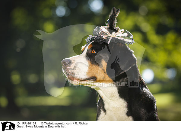 Groer Schweizer Sennenhund mit Hut / Great Swiss Mountain Dog with hat / RR-86137