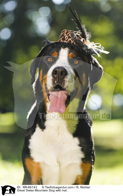 Groer Schweizer Sennenhund mit Hut / Great Swiss Mountain Dog with hat / RR-86143