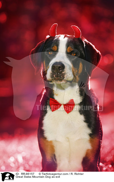 Groer Schweizer Sennenhund als Teufel / Great Swiss Mountain Dog as evil / RR-86157