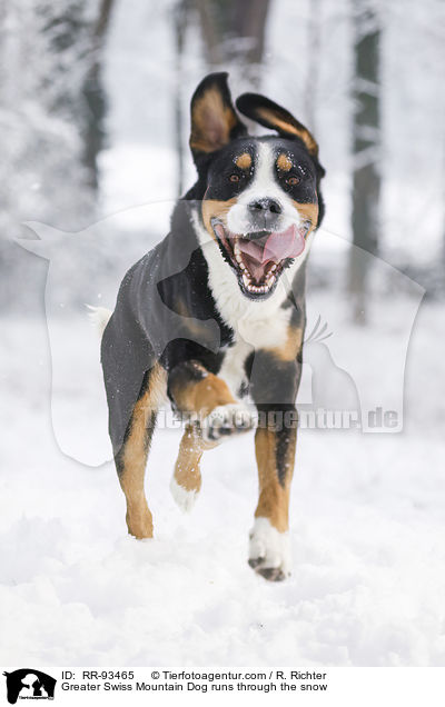 Greater Swiss Mountain Dog runs through the snow / RR-93465