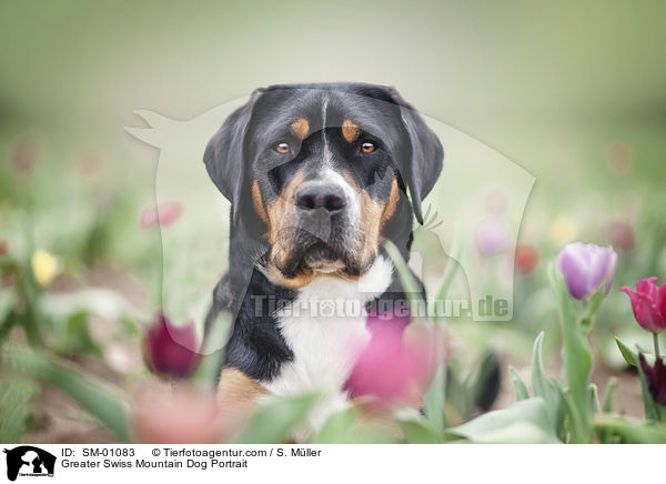 Greater Swiss Mountain Dog Portrait / SM-01083